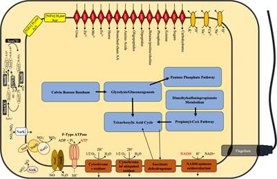 Genome-Scale Mutational Analysis of Cathode-Oxidizing Thioclava electrotropha ElOx9T